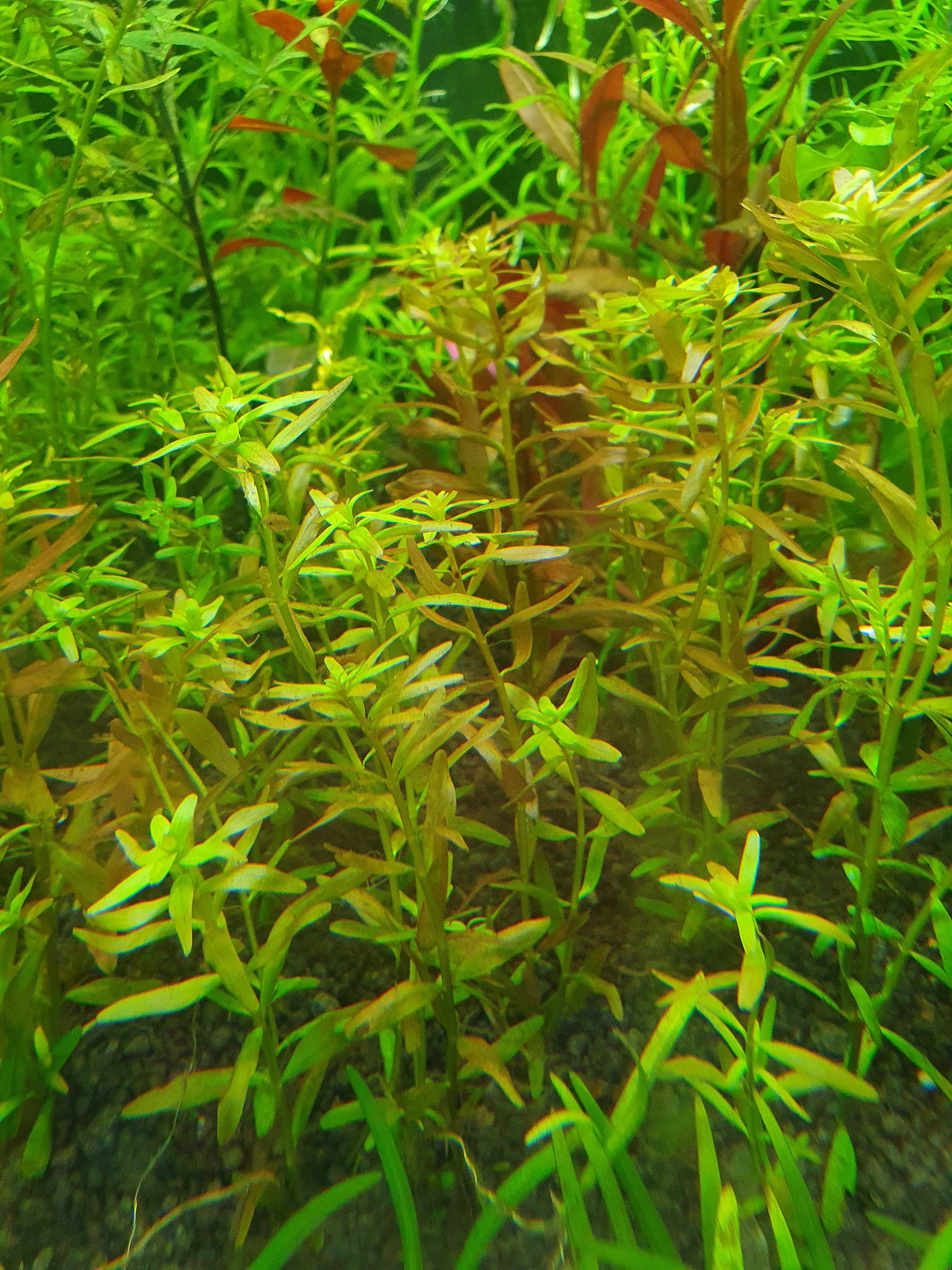 Rotala Rotundifolia (10cm)