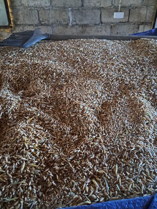 Sprzedam owies bezłuskowy nagi zbiór 2025