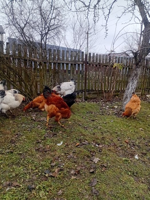 Продам кури мішаних порід