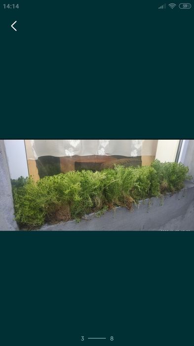 Мох сфагнум зелений свіжий свежий живой для орхидей улиток равликів