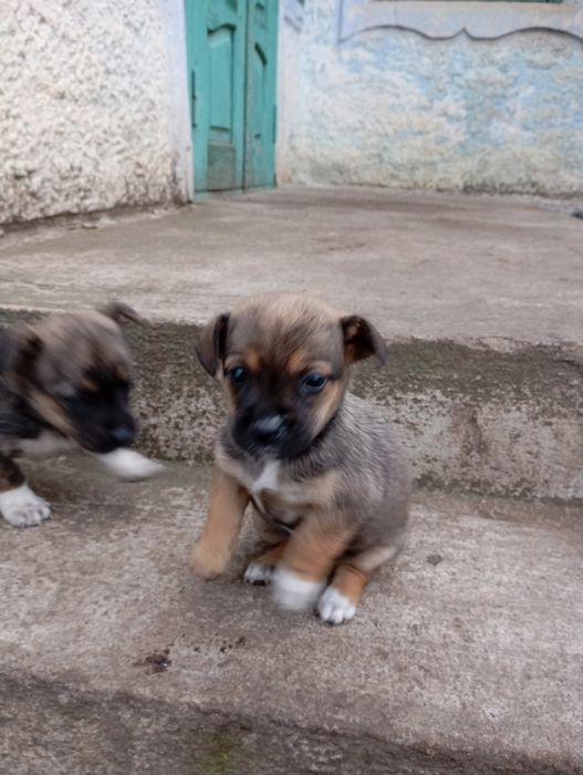 Подарую гарних  цуценят