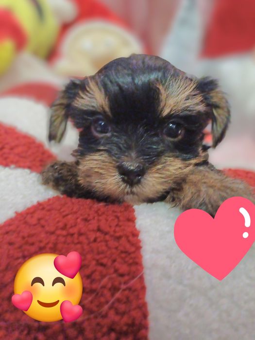 Дітки йорки дівчинка і хлопчики