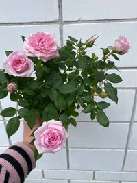 Роза мініатюрна бордюрна