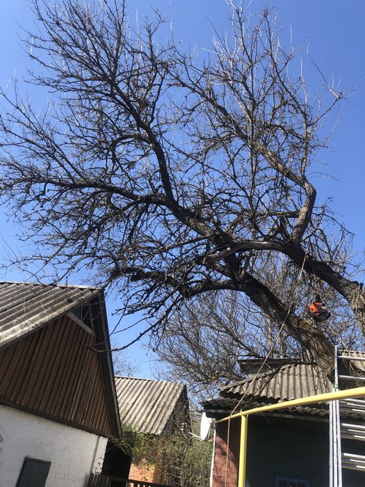 Спилюем аварійні дерева