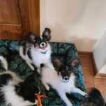 Papillon piesek ZKwP FCI