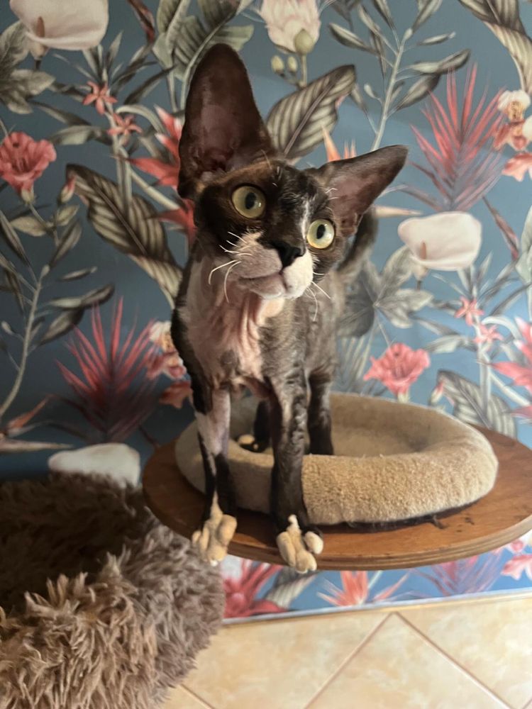 Kocurek devon  rex