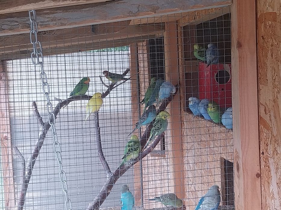 Ptaki do dalszej hodowli