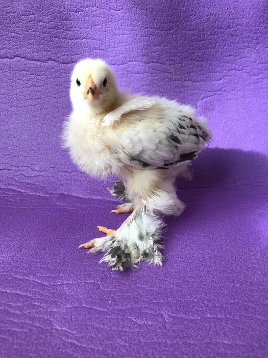 Брама світла. Продаж