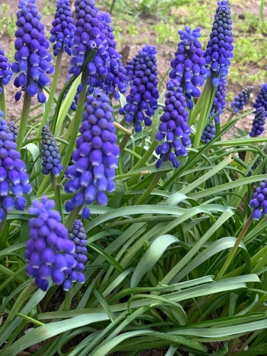 Мускарі сортові. Цибулини