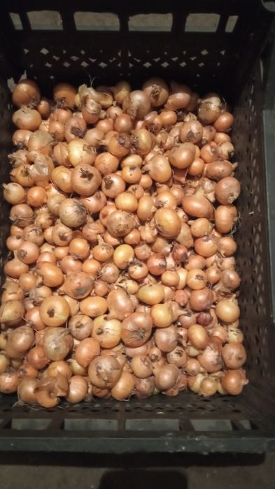 Цибуля кущова, домашня