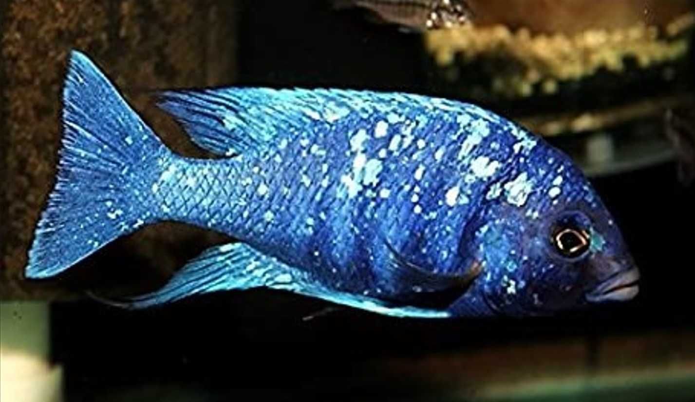 Placidochromis phenochilus Tanzania - dowóz, wysyłka