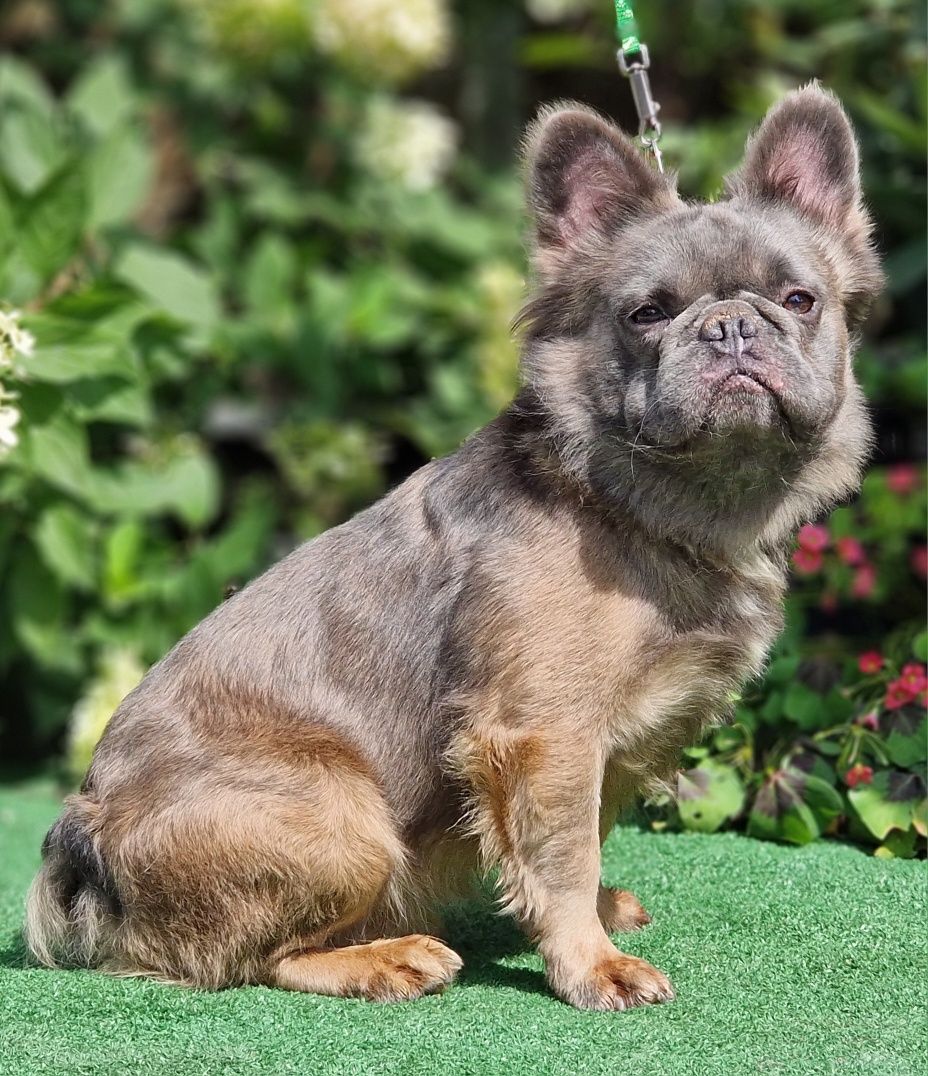 Buldog Francuski Fluffy