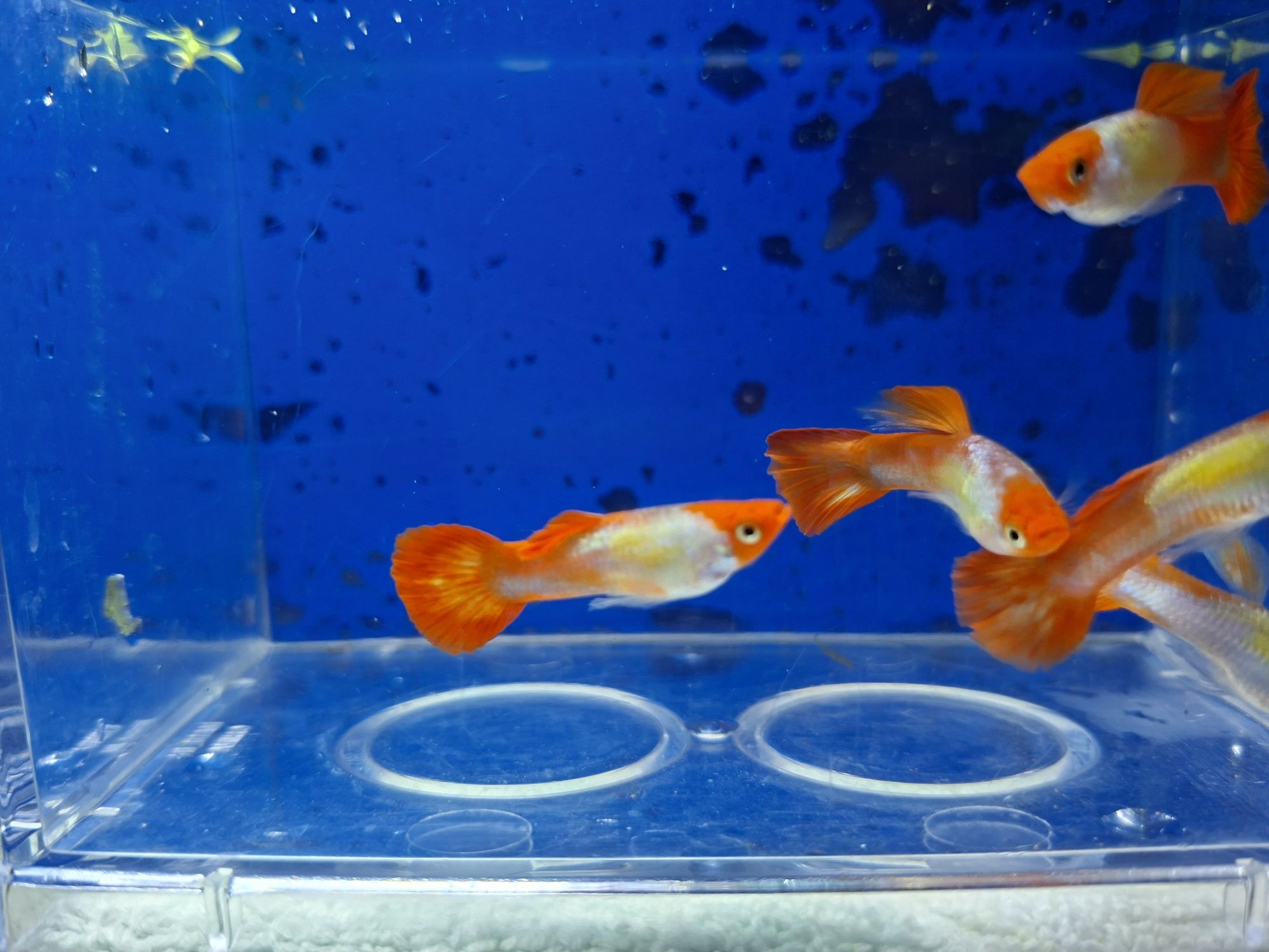 Guppys de linhagem