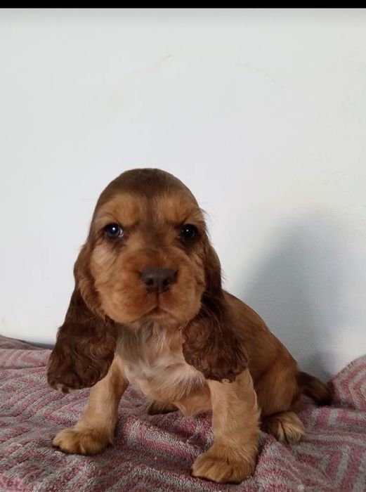 Cocker spaniel suczka