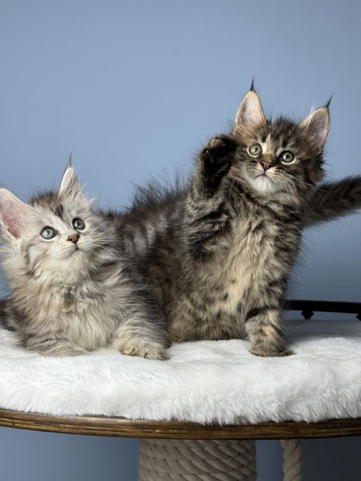 Котята медвежата мейн кун крупная линия 1.5 месяца девочки