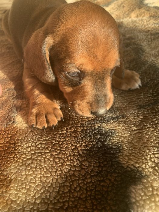 Цуценята такси, шукають родину!