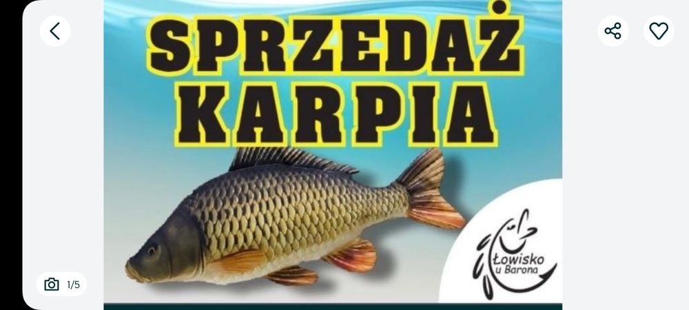 Karp amur sum szczupak jesiotr