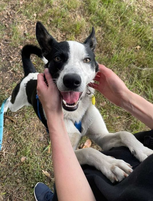 Najgorzej znosi schronisko. Biedny psiaczek tak się wtula...