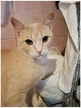 Котик,кіт,рудий,персиковий,гарний,молодий,золотий,кастрований,веселий