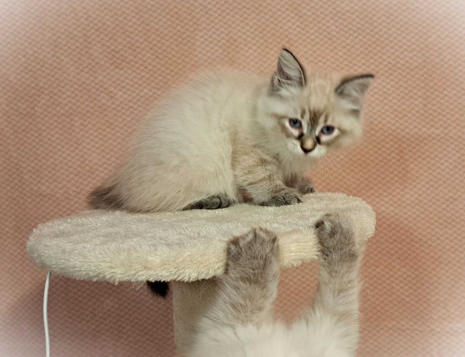 Koteczka Syberyjska Neva Masquerade – Greta, brązowa obróżka PZF