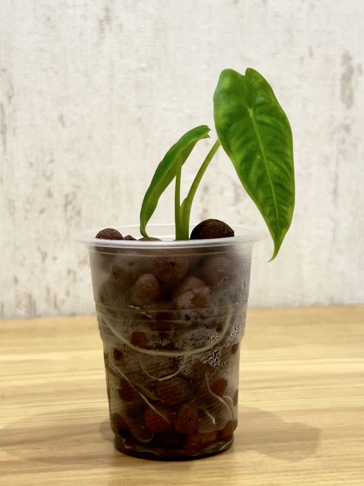 Алоказія Фрайдек в керамзиті