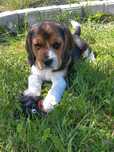 Szczeniaki beagle tricolor