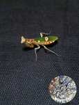 Modliszka oczkowa Creobroter gemmatus+gratisy