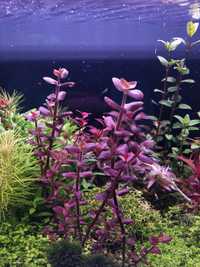 Bacopa Salzmanii Purple