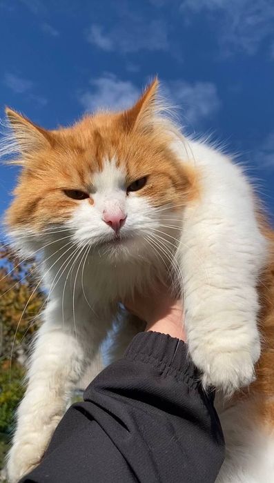 Рижий котик Річі шукає дім