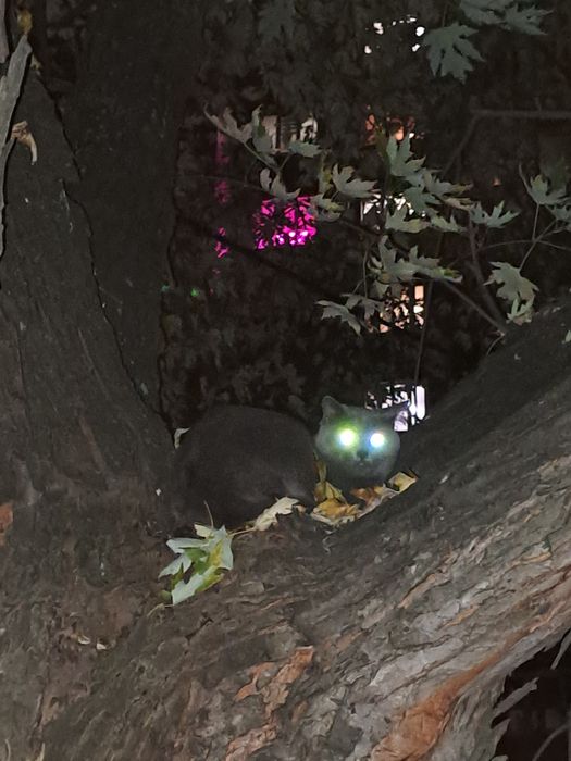 Знайдено сірого кота/кішку троєщина рейгана