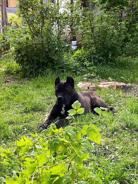 Кане-корсо отдам даром девочка 3 года