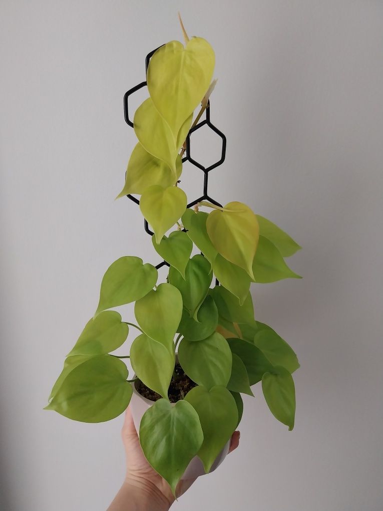 Peperomia prostrata Filodendron Scindapsus  Epi sprzedam