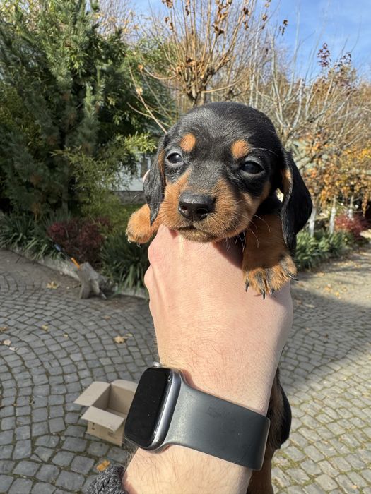 Продам щенят такси