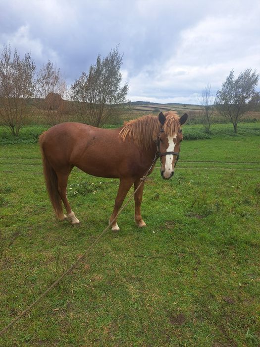 Продам молоду кобилу 2.5 роки