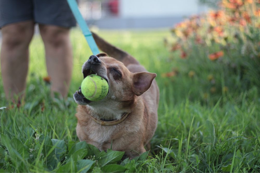 Wesoły, przyjacielski psiak szuka kochającego domu