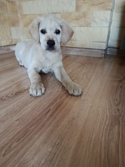 Szczeniak Labrador Retriever