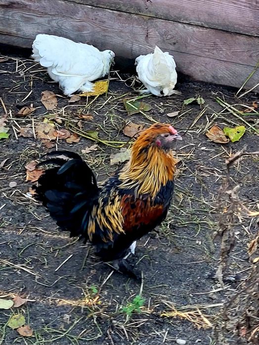 Kury ozdobne sprzedam.