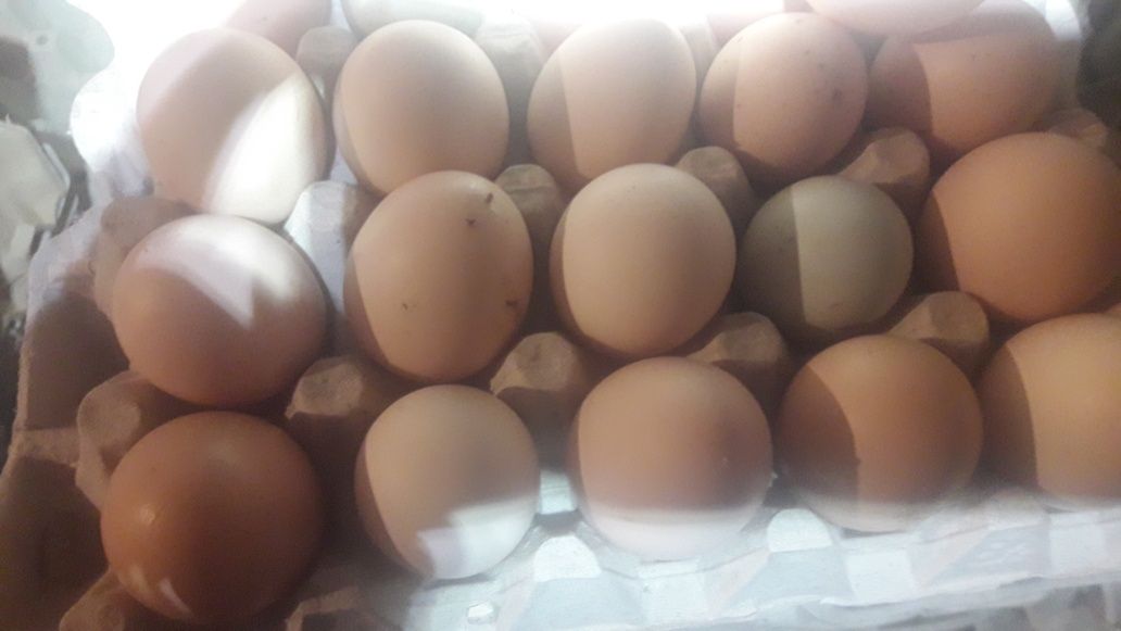 Świeże  Jajka wiejskie od kur z podwórka karmione zbożami
