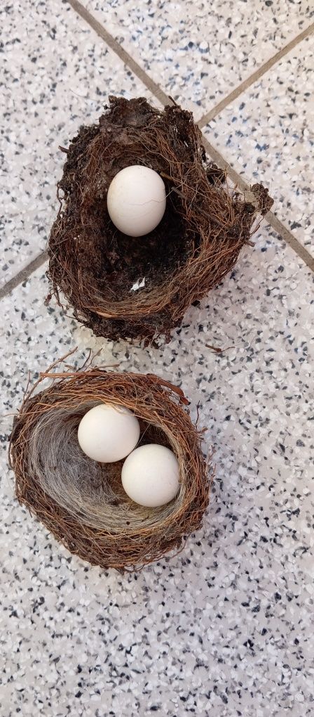 Ninhos com Ovos da páscoa