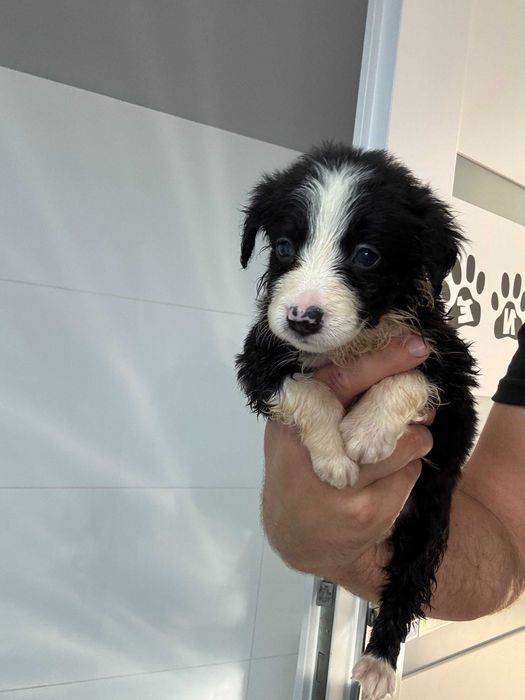 Border Collie czarno biały gotowy do odbioru