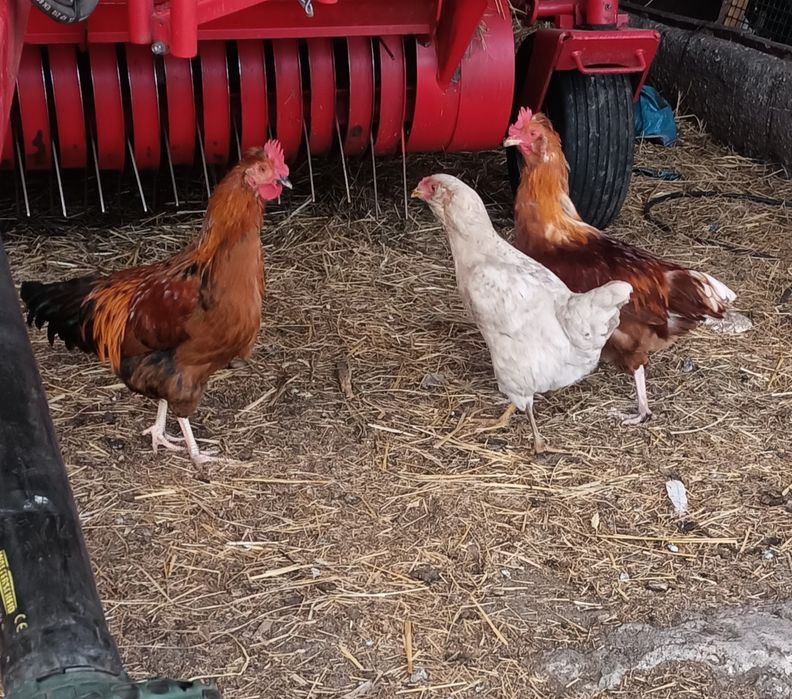 Koguty z wiosny różne kolory