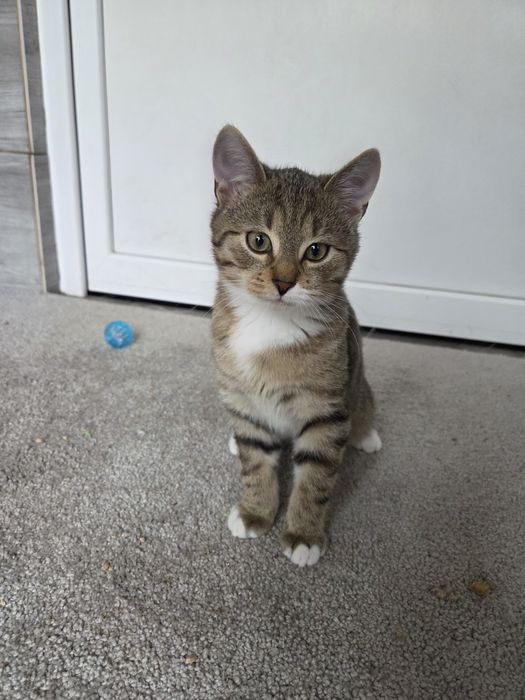 malutkie buraski szukają domu