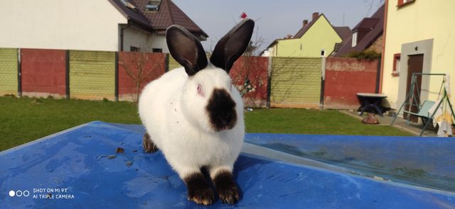 Samice zakocone, młode królikii samce Lębork