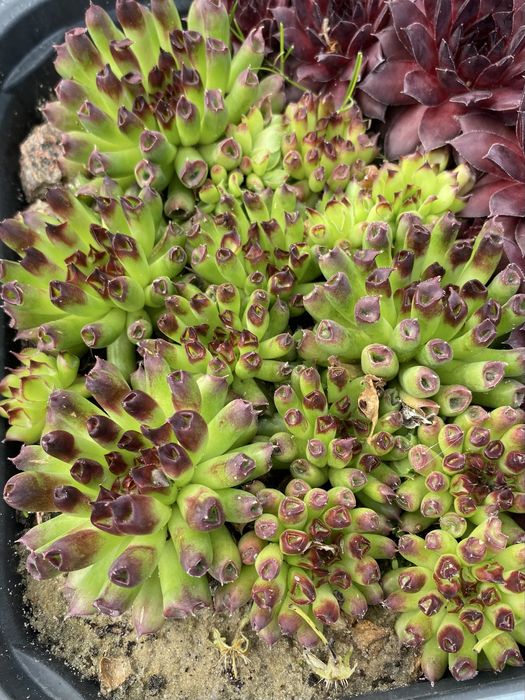 Молодило, камʼяна троянда, вуличні суккуленти