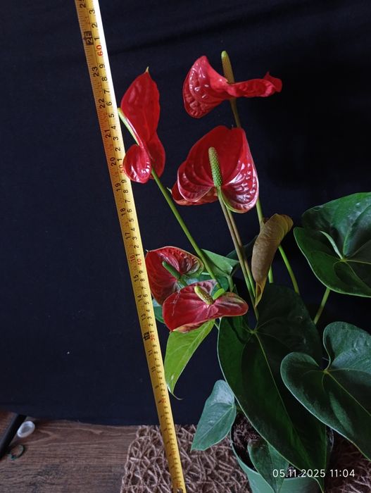 Антуріум,,Madural,,