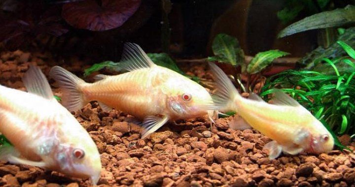 Ryba kirysek albinos