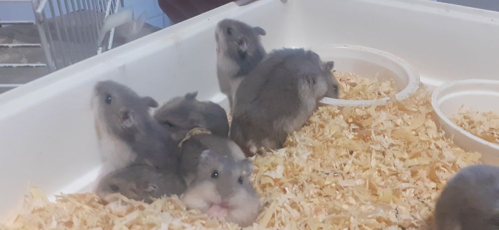 Hamster russo   para venda