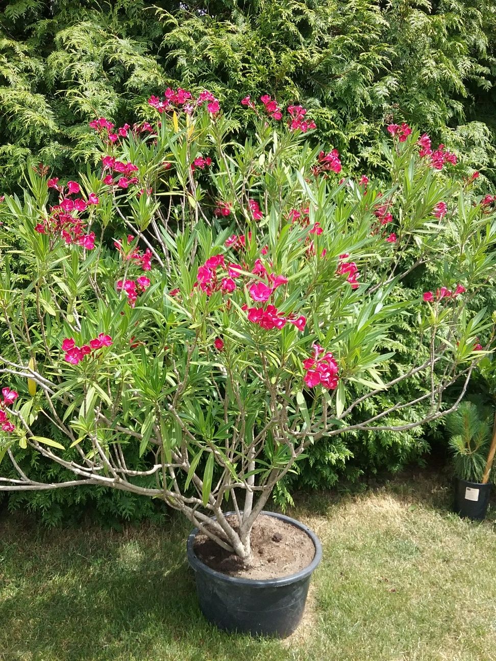 Oleander Sandomierz stara odmiana