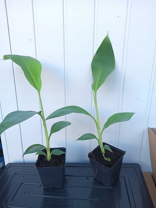Bananowiec Musa Thousand Fingers sadzonka P7 banan 40cm