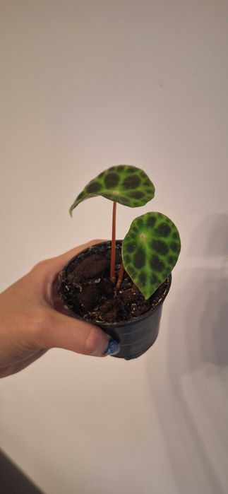 Begonia kingiana